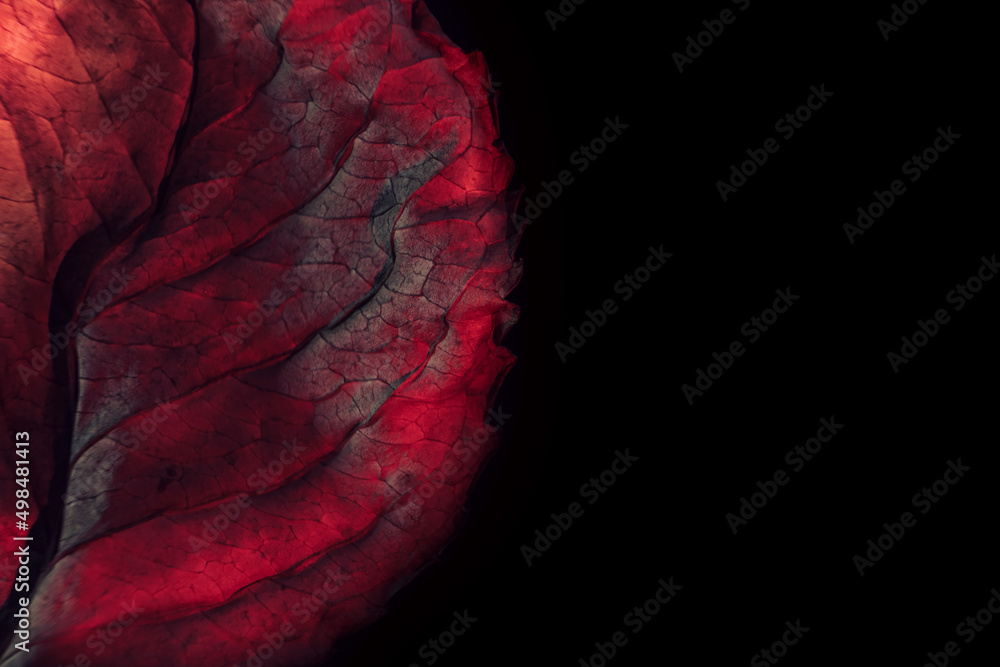 Fototapete beautiful abstraction leaf texture neon light. minimalism retro style concept. background pattern fo