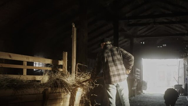 Cinematic shot of male farmer working in the barn full of haystacks. Sunlight breaks into the stable. Young man puts hay in the stall using pitchfork on a sunny day. High quality 4k footage