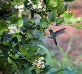 Kolibri schwirrend und Nektar saugend am Orangenbaum