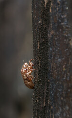 Leere H&uuml;lle einer Zikade