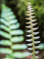 Ein Farnwedel im Vordergrund und ein unscharfer im Hintergrund