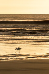 Reiher zur goldenen Stunde am Meer