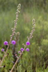 Lila Kugelbl&uuml;ten auf einer Wiese, freigestellt