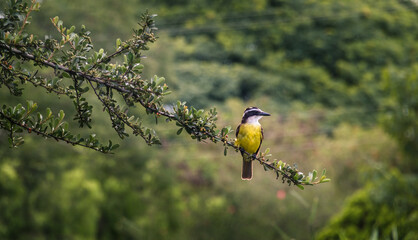 Pitangus sulphuratus auf einem Ast freigestellt