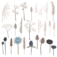 Vector set of boho plants. Beautiful pastel wild grass and flowers. Collection of floral elements: pampas grass, poppy heads, cotton, lunaria and other. Stylish flat elements for your design