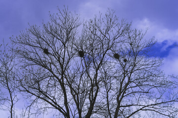 Crows nest on a tree in the city in April against a blue cloudy sky, ornithology concept