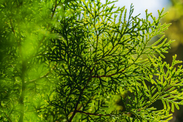 Green natural background of small needles in sunlight with a fragment of a blurred blue sky in the upper right corner, abstract natural background