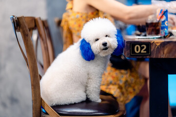 the dog