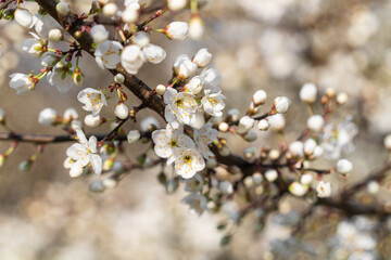 White cherry flowers in sunlight on a blurred background of white cherry blossoms in spring in April, bright spring background