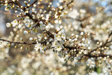 Blossoming cherry branch on a blurred background of white flowers and blue sky on a spring sunny day in April, selective focus