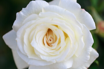 Rose flower macro. white rose flower closeup. High quality natural background. Beautiful background