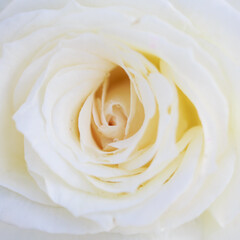 Fototapeta na wymiar Rose flower macro. white rose flower closeup. High quality natural background. Beautiful background
