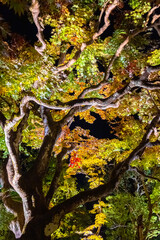 日光山輪王寺　ライトアップ