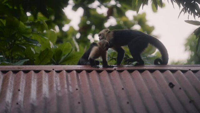 Capuchin monkey on a house roof in Costa rica - slow motion, pan shot  - Cebus imitator