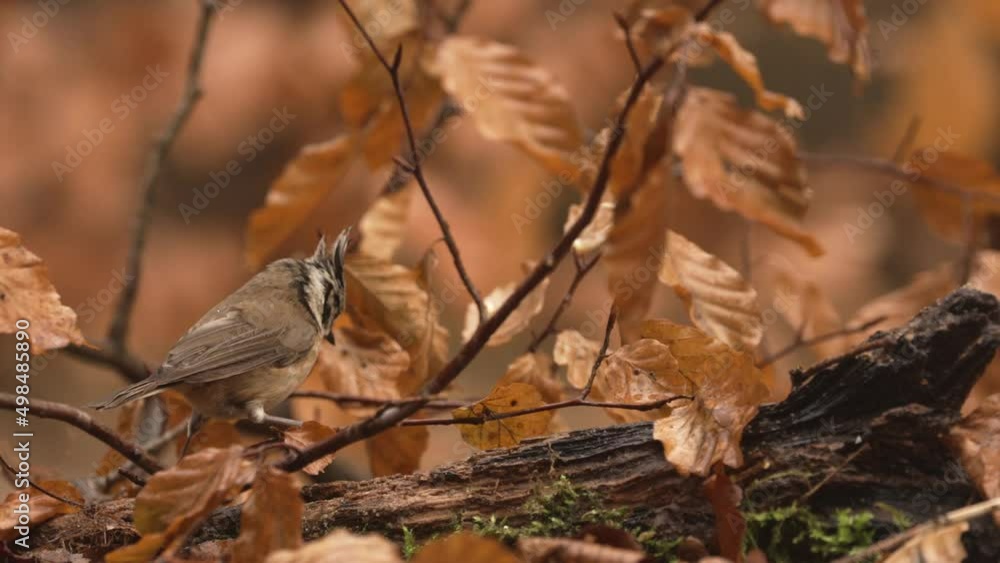 Aufkleber a tracking shot of a european crested tit while it wanders around while searching for food. it found