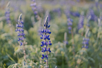 Lupinus, commonly known as lupin, lupine or regionally bluebonnet, is a genus of flowering plants in the legume family Fabaceae. Flower close-up shot on the blooming field