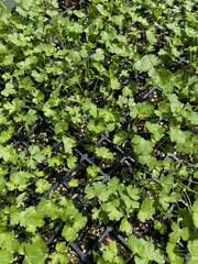 Growing seedlings. Chemical-free organic vegetable garden. vegetable plantation