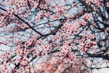 Spring blossoms. Tree branch with beautiful fresh pink flowers in full bloom, close up. Blooming sakura. Floral background.