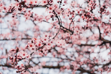 Spring blossoms. Tree branch with beautiful fresh pink flowers in full bloom, close up. Blooming sakura. Floral background.