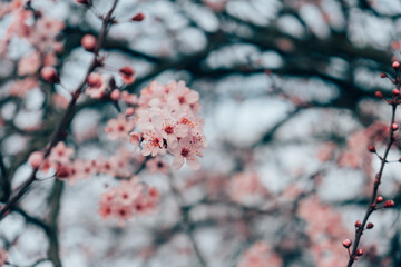 Spring blossoms. Tree branch with beautiful fresh pink flowers in full bloom, close up. Blooming sakura. Floral background.