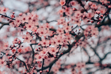 Spring blossoms. Tree branch with beautiful fresh pink flowers in full bloom, close up. Blooming sakura. Floral background.