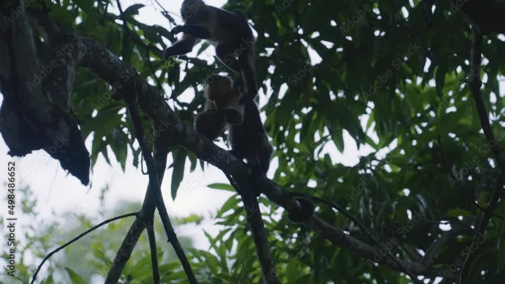 Poster capuchin monkeys breaking coconuts for food in a tree - cebus imitator