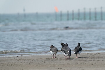 oystercatcher in a seashore