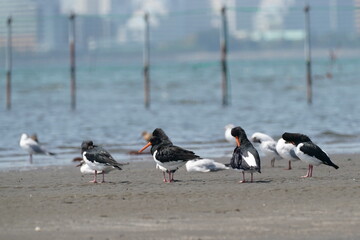 oystercatcher in a seashore