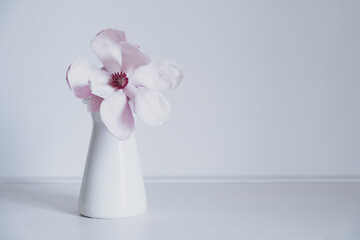 Beautiful fresh pastel pink magnolia flower in full bloom in vase against white background. Spring still life. Copy space for text.