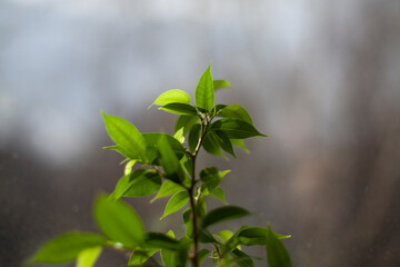 House plant by the window. Lemon grows at home.