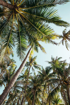 wide upward facing photo of tall coconut palm trees on a beach during a sunny summer day on a beach in bali indonesia