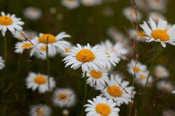 Daisies in field. White petals of plants. Background wildflowers.