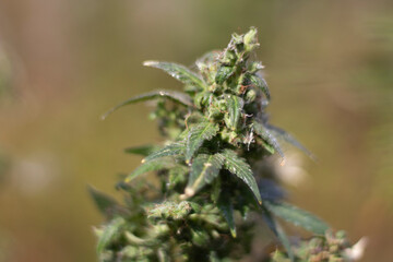 Marijuana grows outside. Hemp under light. Narcotic plant.