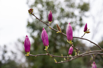 Magnolia soulangeana is also called a saucer-shaped magnolia, pink buds on a tree branch are preparing to bloom. Early spring