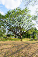 Big green tree in the public park