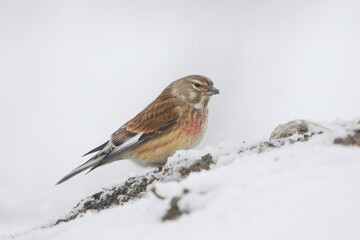 Common linnet (Linaria cannabina) searching food under the snow.
