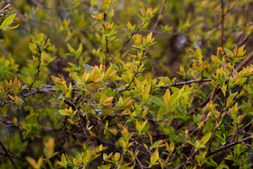 Branches of trees and bushes with buds and first leaves in spring, spring background or texture of young yellow green leaves
