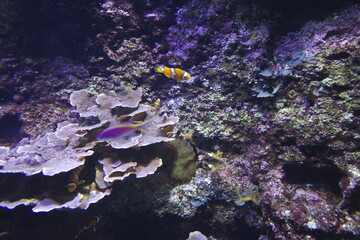 Sea life in an aquarium