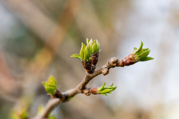 prspring background thin spring twigs with young fresh tree buds