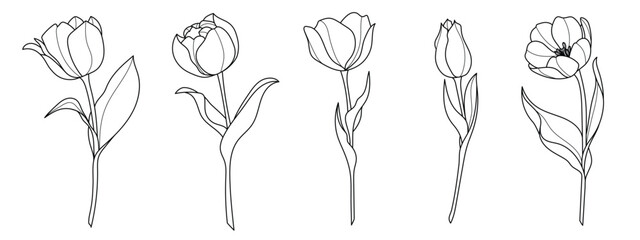 Line art tulip flower illustration vector on white background