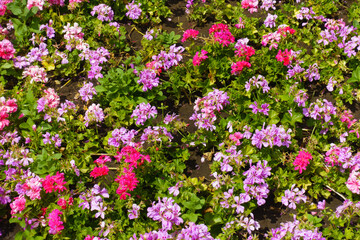 Fototapeta premium Flowerbed with blooming ivy-leaved pelargonium in shades of pink in July