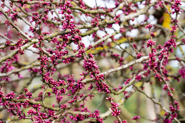 European Cercis, or Judas tree, or European crimson. Close-up of Cercis siliquastrum rosebuds. Spring, April, spring flower background, selective focus