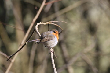 Rotkehlchen (Erithacus rubecula)