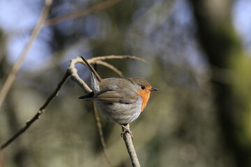 Rotkehlchen (Erithacus rubecula)