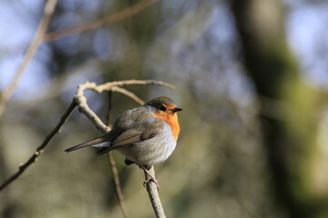 Rotkehlchen (Erithacus rubecula)