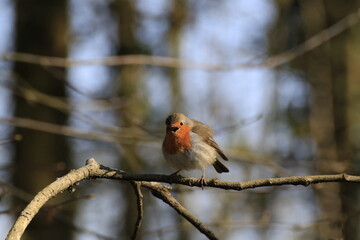 Rotkehlchen (Erithacus rubecula)