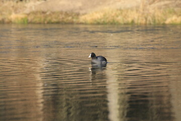 Blässhuhhn (Fulica atra)