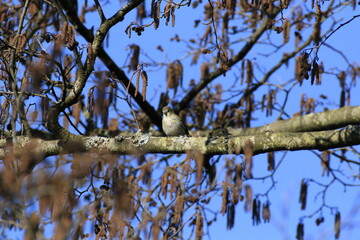 Zilpzalp (Phylloscopus collybita)