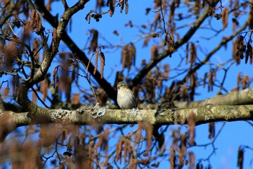 Zilpzalp (Phylloscopus collybita)
