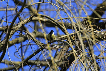 Kohlmeise (Parus major)